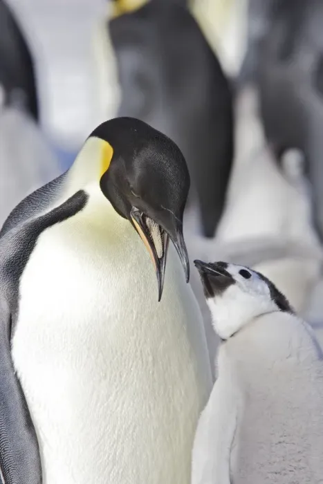 Framed Print : Emperor Penguin - adult about to feed begging chick. Snow hill island - Antarctica Framed Print : Emperor Penguin - adult about to feed begging chick. Snow hill island - Antarctica
