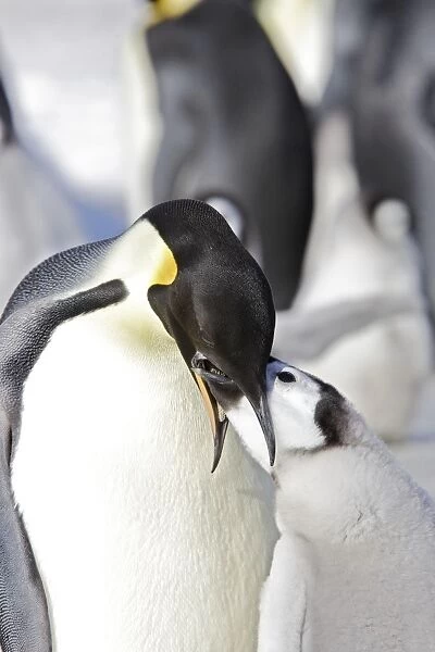 Emperor Penguin - adult feeding begging chick. Snow hill island - Antarctica