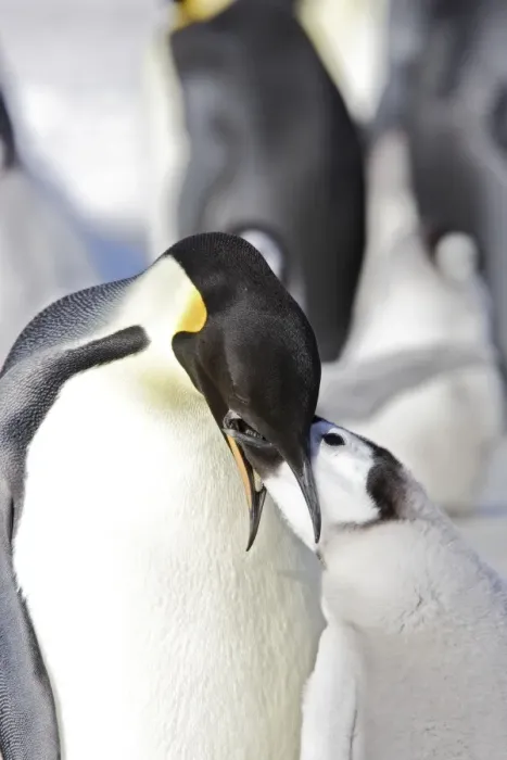 Framed Print : Emperor Penguin - adult feeding begging chick. Snow hill island - Antarctica Framed Print : Emperor Penguin - adult feeding begging chick. Snow hill island - Antarctica