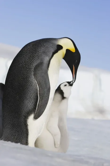 Framed Print : Emperor Penguin - adult feeding chick. Snow hill island - Antarctica Framed Print : Emperor Penguin - adult feeding chick. Snow hill island - Antarctica