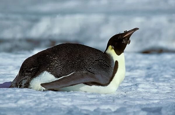 Emperor penguin - Adult finishing moult - in tobogganing pose - Cape Evans, Ross Island, Antarctica JPF20535