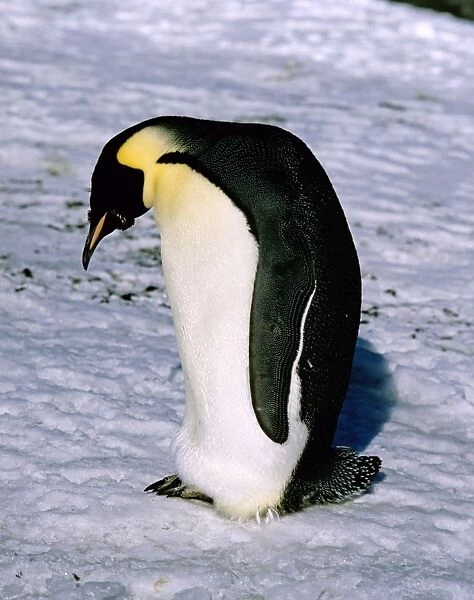 Emperor penguin -Adult finishing its moult after breeding season - Cape Evans nr McMurdo Sound - Antarctica JPF21584