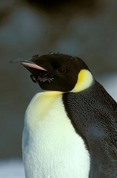 Emperor Penguin -Adult finishing its moult (February) - Ross Island - Antarctica JPF20527
