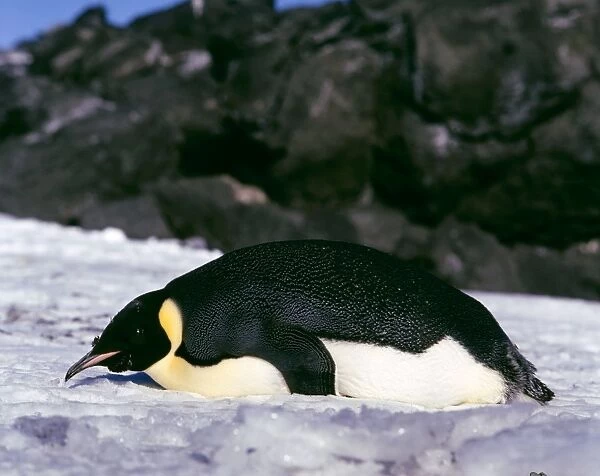 Emperor Penguin - Adult finishing moult (February) at end of breeding season, lying on the ice - Cape Evans, Ross Island, Antarctica JPF21583