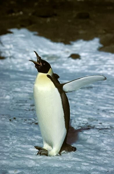Emperor Penguin - Adult finishing moult - with mouth open - Cape Evans - Ross Island, Antarctica JPF20505