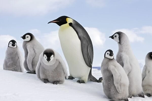 Emperor Penguin - adult with goup of chicks. Snow hill island - Antarctica