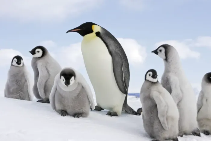 Framed Print : Emperor Penguin - adult with goup of chicks. Snow hill island - Antarctica Framed Print : Emperor Penguin - adult with goup of chicks. Snow hill island - Antarctica