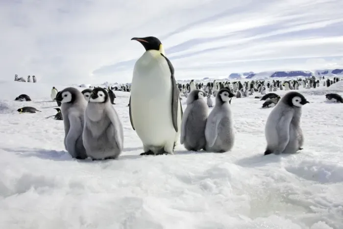 Framed Print : Emperor Penguin - adult with group of chicks. Snow hill island - Antarctica Framed Print : Emperor Penguin - adult with group of chicks. Snow hill island - Antarctica