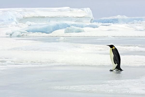 Emperor Penguin - adult on ice. Snow hill island - Antarctica