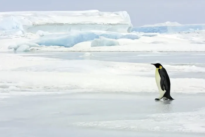 Framed Print : Emperor Penguin - adult on ice. Snow hill island - Antarctica Framed Print : Emperor Penguin - adult on ice. Snow hill island - Antarctica