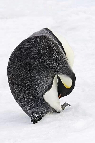 Emperor Penguin - adult preening. Snow hill island - Antarctica