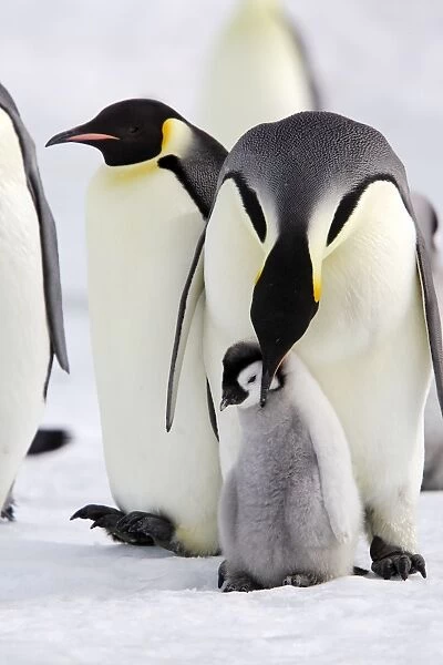 Emperor Penguin - adult preening chick. Snow hill island - Antarctica