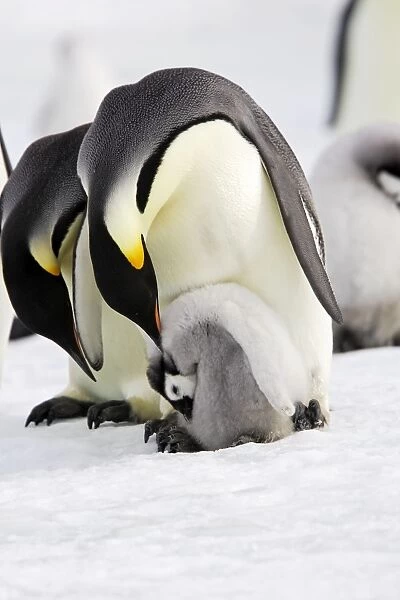 Emperor Penguin - adult preening chick. Snow hill island - Antarctica
