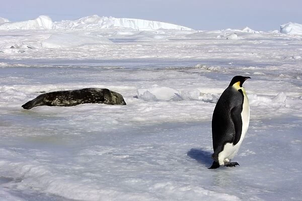 Emperor Penguin - adult with Seal in background. Snow hill island - Antarctica