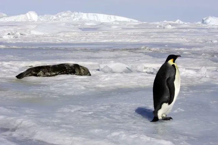 Framed Print : Emperor Penguin - adult with Seal in background. Snow hill island - Antarctica Framed Print : Emperor Penguin - adult with Seal in background. Snow hill island - Antarctica