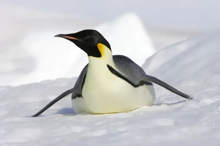 Framed Print : Emperor Penguin - adult sliding on ice. Snow hill island - Antarctica Framed Print : Emperor Penguin - adult sliding on ice. Snow hill island - Antarctica