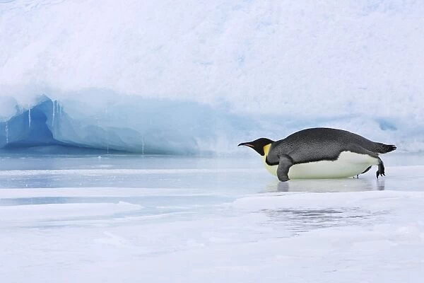 Emperor Penguin - adult sliding across ice. Snow hill island - Antarctica