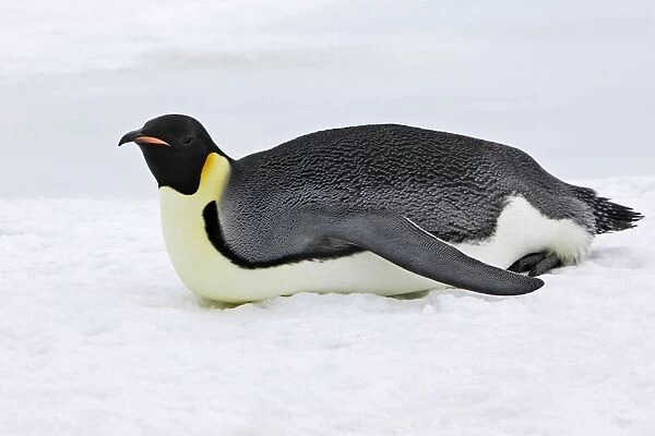 Emperor Penguin - adult sliding across ice. Snow hill island - Antarctica