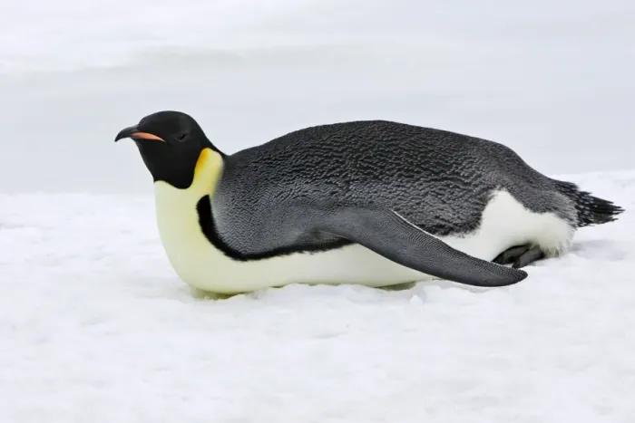 Framed Print : Emperor Penguin - adult sliding across ice. Snow hill island - Antarctica Framed Print : Emperor Penguin - adult sliding across ice. Snow hill island - Antarctica