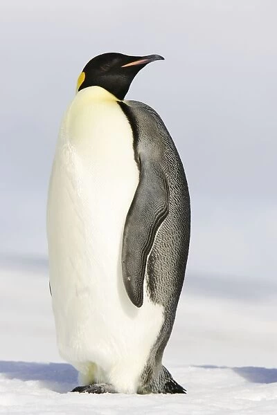 Emperor Penguin - adult. Snow hill island - Antarctica