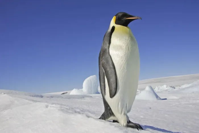 Framed Print : Emperor Penguin - adult. Snow hill island - Antarctica Framed Print : Emperor Penguin - adult. Snow hill island - Antarctica