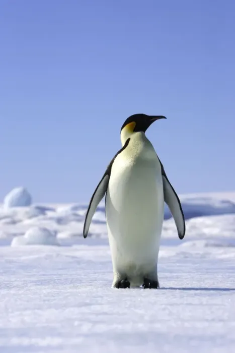 Framed Print : Emperor Penguin - adult. Snow hill island - Antarctica Framed Print : Emperor Penguin - adult. Snow hill island - Antarctica