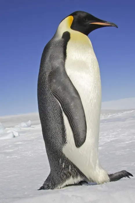Framed Print : Emperor Penguin - adult. Snow hill island - Antarctica Framed Print : Emperor Penguin - adult. Snow hill island - Antarctica