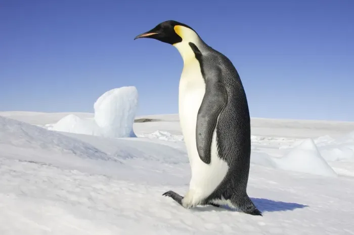 Framed Print : Emperor Penguin - adult. Snow hill island - Antarctica Framed Print : Emperor Penguin - adult. Snow hill island - Antarctica