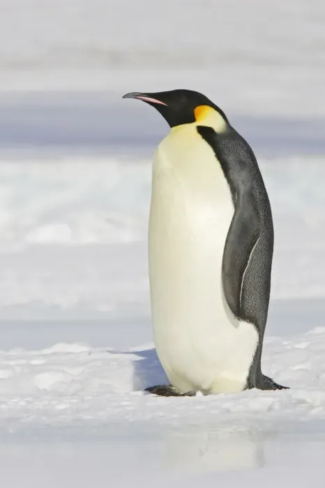 Framed Print : Emperor Penguin - adult. Snow hill island - Antarctica Framed Print : Emperor Penguin - adult. Snow hill island - Antarctica