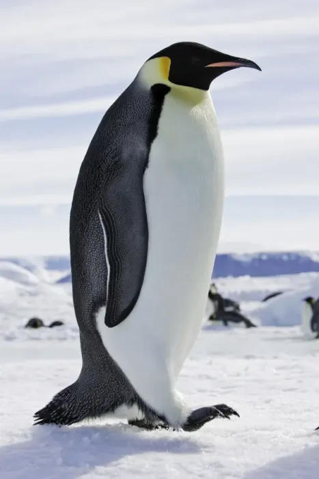 Framed Print : Emperor Penguin - adult. Snow hill island - Antarctica