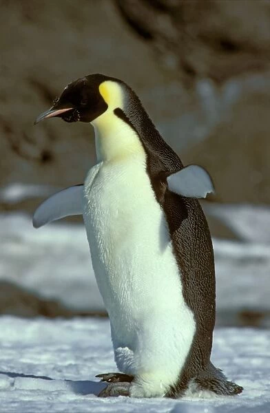 Emperor Penguin -Adult standing - Antarctica JPF20514