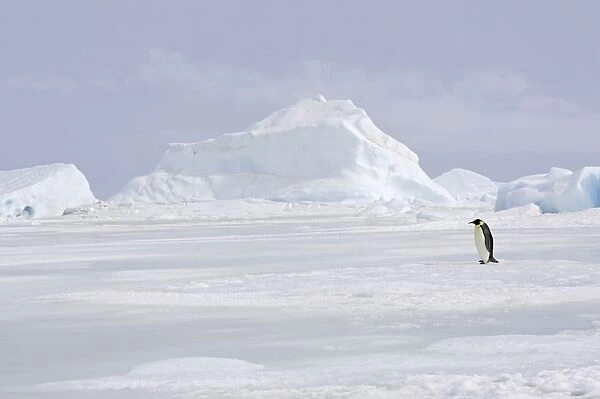 Emperor Penguin - adult walking across ice. Snow hill island - Antarctica