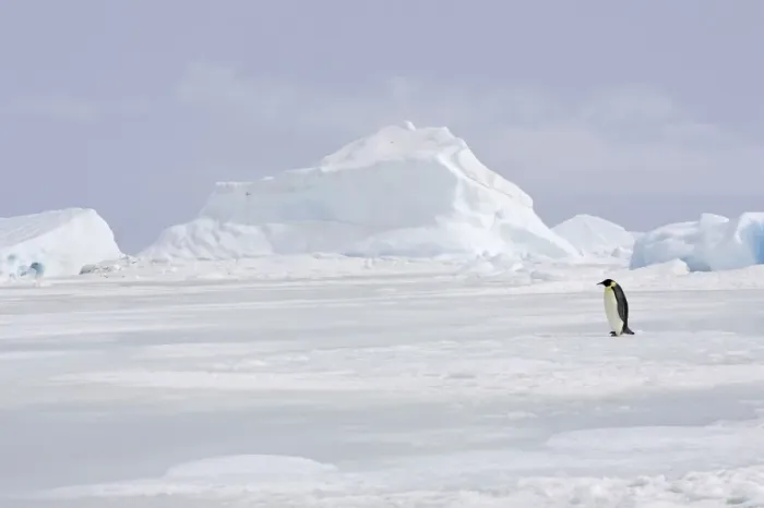 Framed Print : Emperor Penguin - adult walking across ice. Snow hill island - Antarctica Framed Print : Emperor Penguin - adult walking across ice. Snow hill island - Antarctica