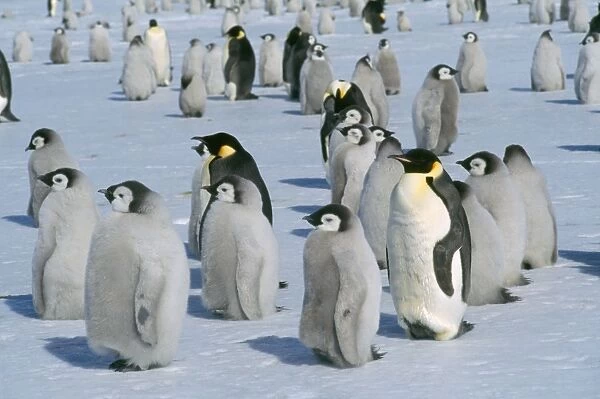 Emperor Penguin - Adult & young