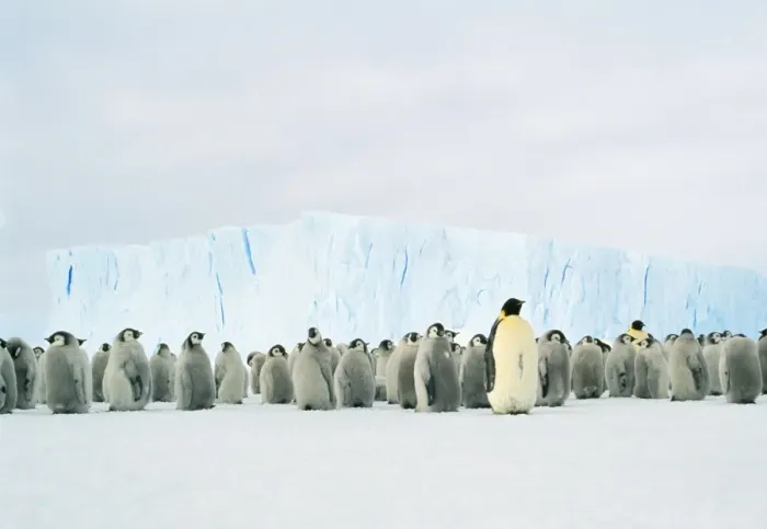 Framed Print : Emperor Penguin - Adult & young in creche Framed Print : Emperor Penguin - Adult & young in creche
