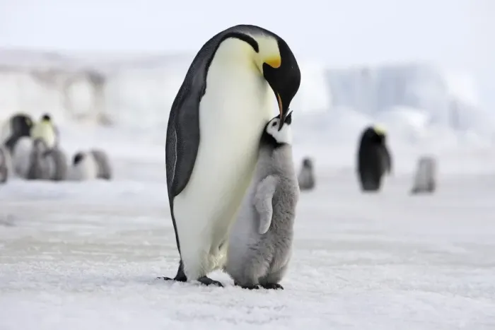 Framed Print : Emperor Penguin - Adult with young. Snow hill island Antarctica Framed Print : Emperor Penguin - Adult with young. Snow hill island Antarctica