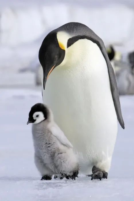 Framed Print : Emperor Penguin - Adult with young. Snow hill island Antarctica Framed Print : Emperor Penguin - Adult with young. Snow hill island Antarctica