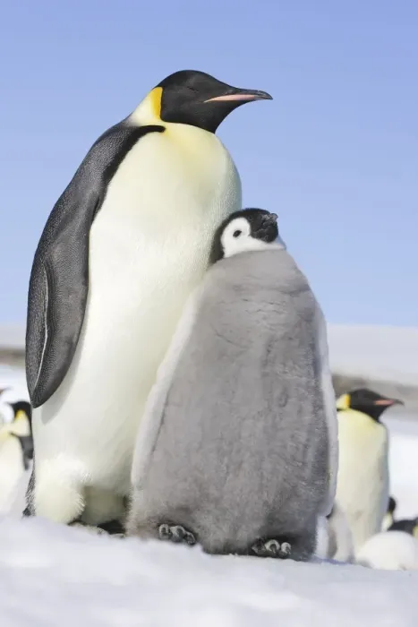 Framed Print : Emperor Penguin - Adult with young. Snow hill island Antarctica Framed Print : Emperor Penguin - Adult with young. Snow hill island Antarctica