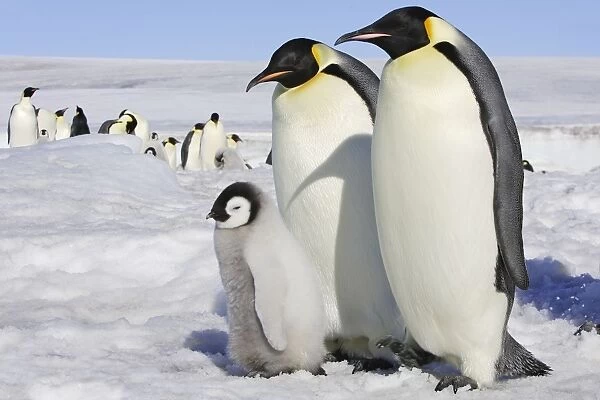 Emperor Penguin - two adults & chick. Snow hill island - Antarctica