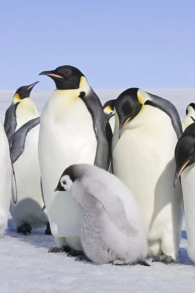 Emperor Penguin - adults & chick. Snow hill island - Antarctica