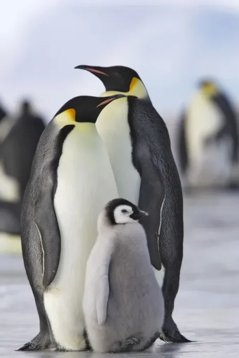 Framed Print : Emperor Penguin - adults and chick. Snow hill island - Antarctica Framed Print : Emperor Penguin - adults and chick. Snow hill island - Antarctica