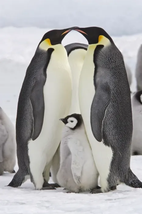 Framed Print : Emperor Penguin - two adults with chick. Snow hill island - Antarctica Framed Print : Emperor Penguin - two adults with chick. Snow hill island - Antarctica