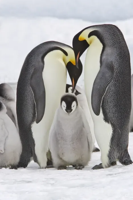 Framed Print : Emperor Penguin - two adults with chick. Snow hill island - Antarctica Framed Print : Emperor Penguin - two adults with chick. Snow hill island - Antarctica