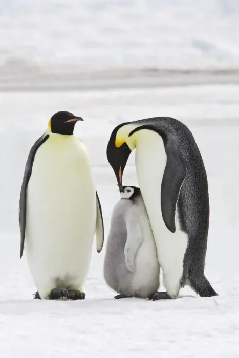 Framed Print : Emperor Penguin - two adults with chick. Snow hill island - Antarctica Framed Print : Emperor Penguin - two adults with chick. Snow hill island - Antarctica