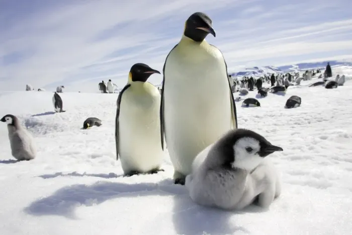 Framed Print : Emperor Penguin - adults and chick. Snow hill island - Antarctica Framed Print : Emperor Penguin - adults and chick. Snow hill island - Antarctica