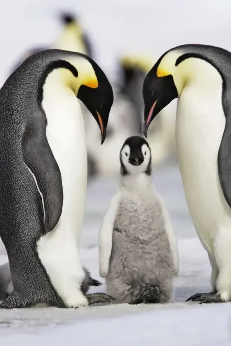 Framed Print : Emperor Penguin - two adults with chick. Snow hill island - Antarctica