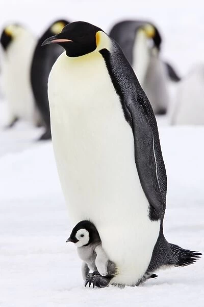 Emperor Penguin - adults with chick sheltering on it's feet. Snow hill island - Antarctica