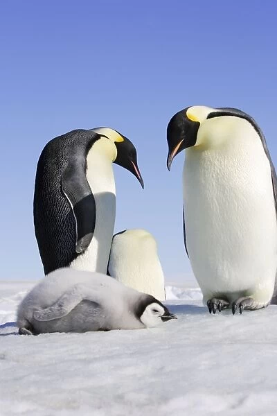 Emperor Penguin - adults with chick. Snow hill island - Antarctica