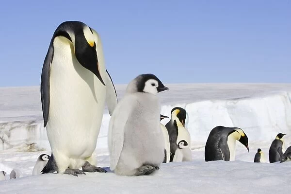 Emperor Penguin - adults with chick. Snow hill island - Antarctica