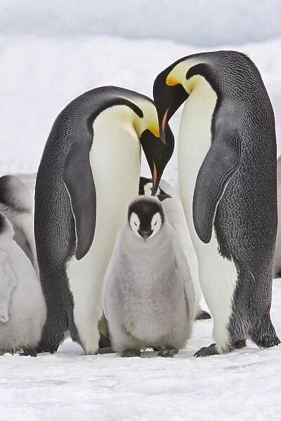 Emperor Penguin - two adults with chick. Snow hill island - Antarctica